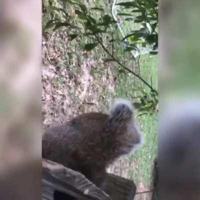 Poor Squirrel got trapped by his nutsack in this fence.