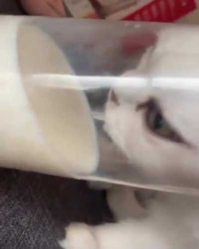 This is The Way to Drink Milk