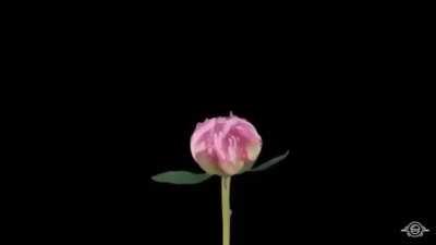 🔥 various blooming flowers 🔥