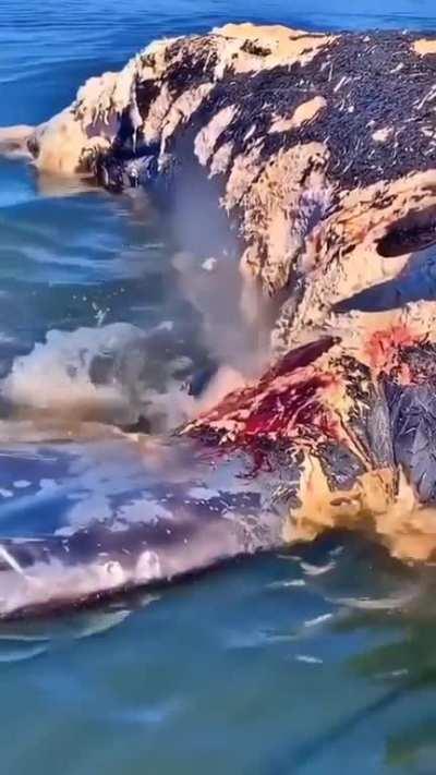 Great white shark eating a whale carcass