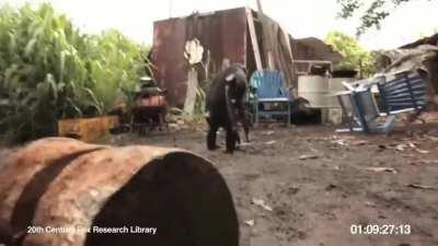 Which animal do you want next in CODM ?