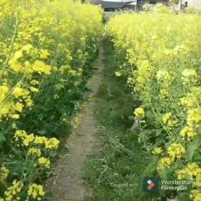 WCGW Running through flowers