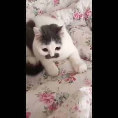 this cat getting distracted with its own tail
