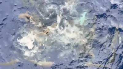  Feeding sharks lurking under an offshore oil rig 