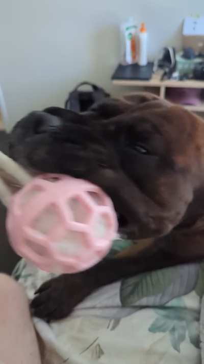 Manny the Moody Mastiff Slow Mo!