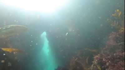 The Cosmic Harbor Seal of Goff Island Reef. Exploring crevices with fishy friends