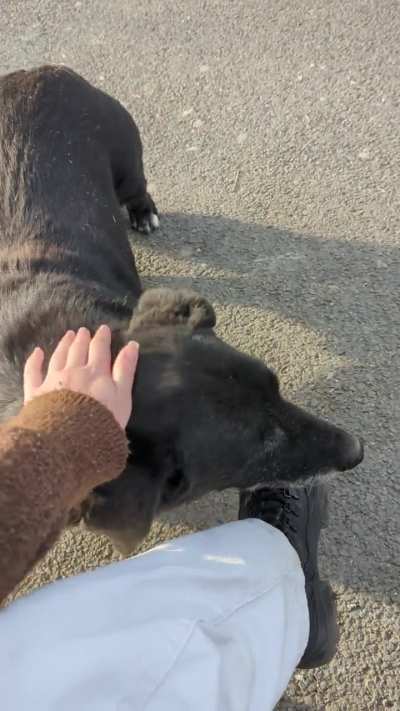 Found this random dog in the park come at me for some smol pets