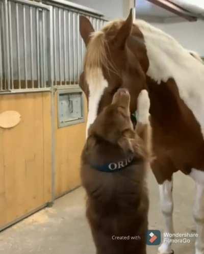 Doggo sees a horse