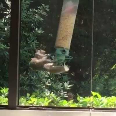 Squirrel proof bird feeder