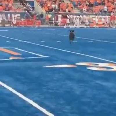 Boise State has a dog who retrieves the tee after Kickoffs
