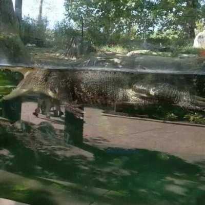 Wolf with watermelon, except it’s an alligator.