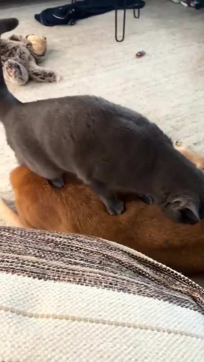 River just wanted to help his brother Oakley too