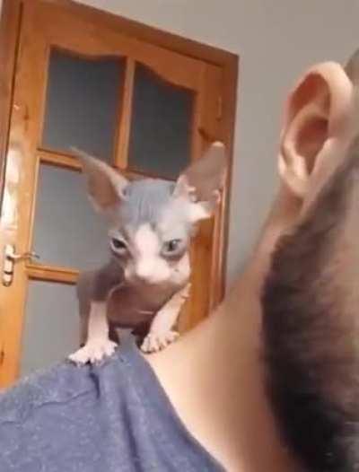 I need this skinned kitty in my life