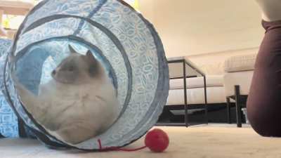 Rate my reaction time