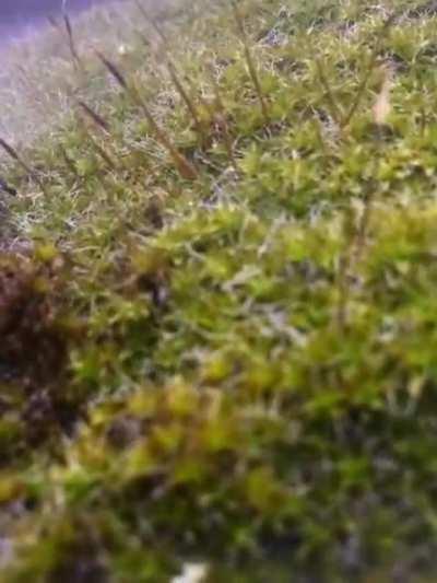 Moss Rehydration (Time Lapse)
