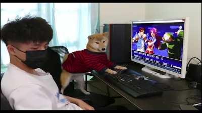 Funny Dog Playing PC games