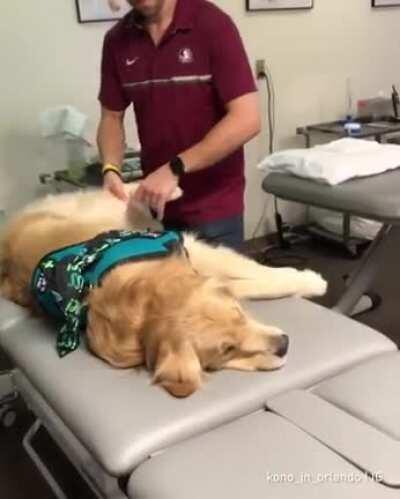 This is Kono, he's a therapy dog, but today he's getting a little massage therapy of his own