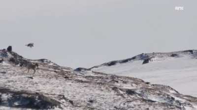 Golfen eagle (Aquila chrysaetos) snatches reindeer calf. Norway