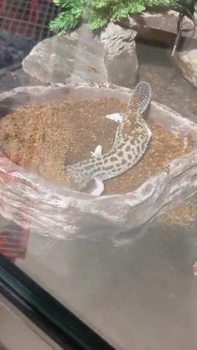 We got our little girl a play pit and she is definitely having fun