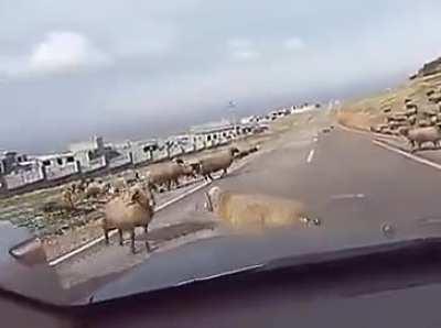 Driving between two sparring sheep.
