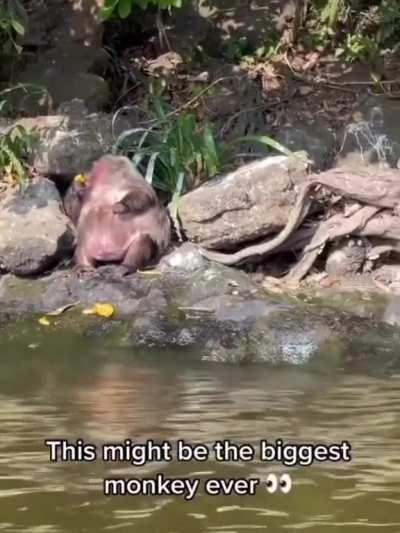 This monkey needs Ozempic…