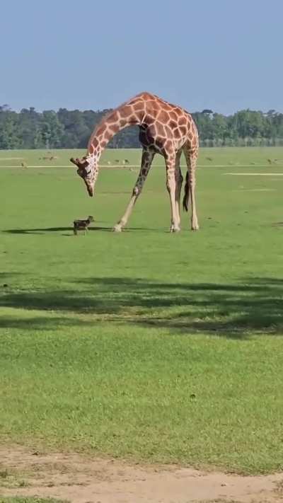 A baby deer and a towering giraffe make the sweetest, most unexpected duo as they curiously try to figure each other out