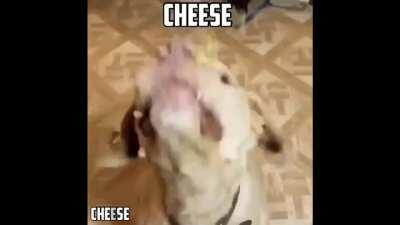 J'aime faire des croquettes au chien