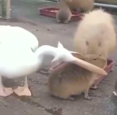 I think this bird is an idiot