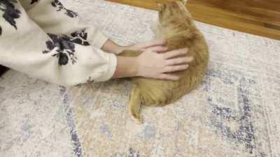 Crash likes to worm as he is bongoed upon