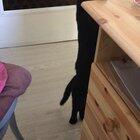 Neighbor is vacuuming, Darthamor doesn't understand wth is that🤷🏻‍♀️