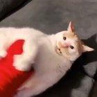 Return of Land Shark