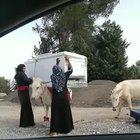 Bedouin women attempt to tie a fridge on the back of a donkey