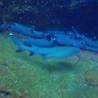 Filming sleeping sharks - repost