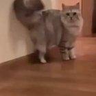 Boofed by his own floof