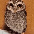 Cute Owl Enjoys Being Petted