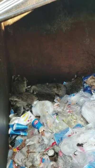 I always check for my trash panda friends 🦝🗑❤️