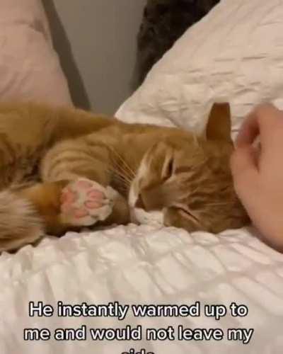 Crooks the cat is such a good boi.