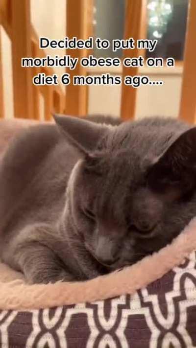 This cat has been dechonked