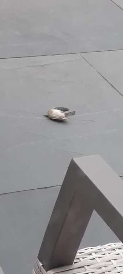 Bird seems to be dying, anyone know what is happening?