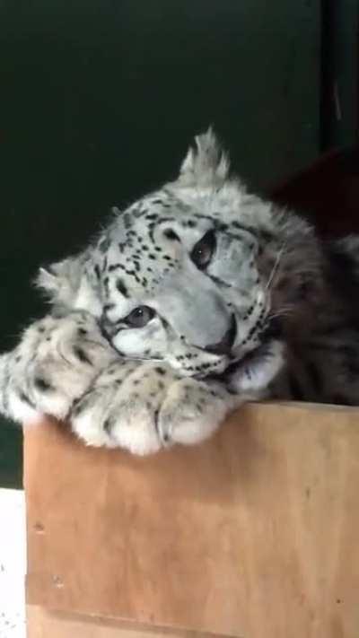 If this isn't the cutest Tai Lung..