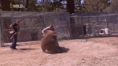 Bear Mauls Trainer to Death During Stunt