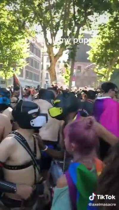 The algorithm if you like too many pup videos on tiktok