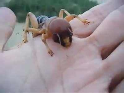 WTF - really? A potato bug? Yes, a big one.