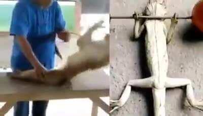 Team macaco 😎 vs Team godzilla 🤢