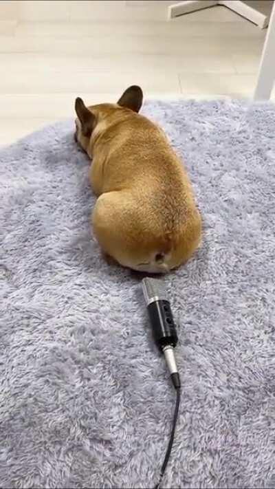 Your farts have real world consequences now, Fido