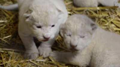 White Lion cubs opening their eyes to the world
