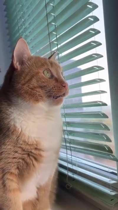 Cat with 1000% Focus