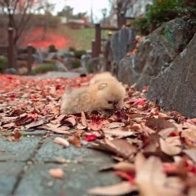 These two puppies in autumn leaves