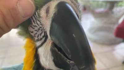 Breaking new pin feathers. So satisfying🤤. Is this what r/popping feel?