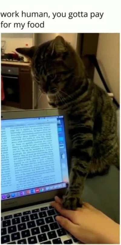 work human, you gotta pay for my food